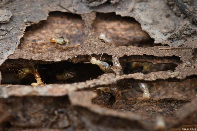 居家生活如何精准灭杀白蚁,降低蚁害?