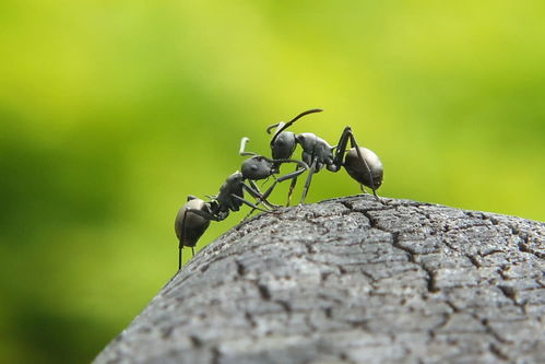 无敌的红火蚁谁能阻挡 这种黑蚂蚁或有希望