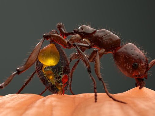 体长20厘米的巨型蚂蚁,还能喷射毒液,一次50只,险些入侵我国