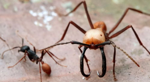 全球百大入侵物种红火蚁已传播至我国多个省市,你的家乡中招了没