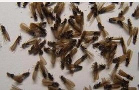 就是白蚁,到繁殖季节,白蚁婚飞,就会长出膜翅,体色变黑.