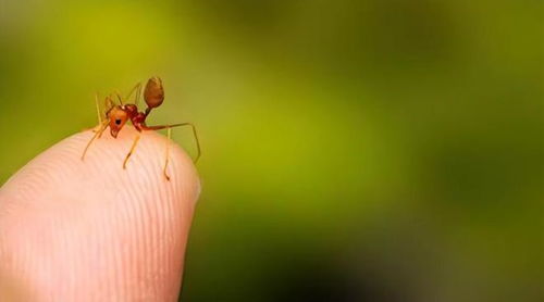 被叮咬很危险,严重可能危及生命,如果被红蚁叮咬怎么办