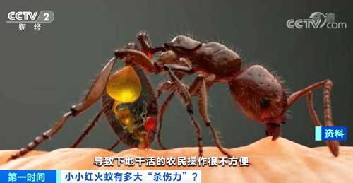 入侵区域在持续扩大 红火蚁对农林作物有何危害性