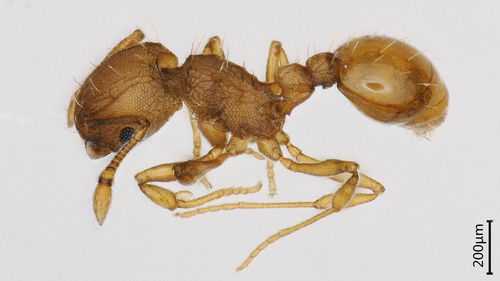 我国大陆首次记录入侵物种小火蚁,被叮咬或会患点状角膜病变