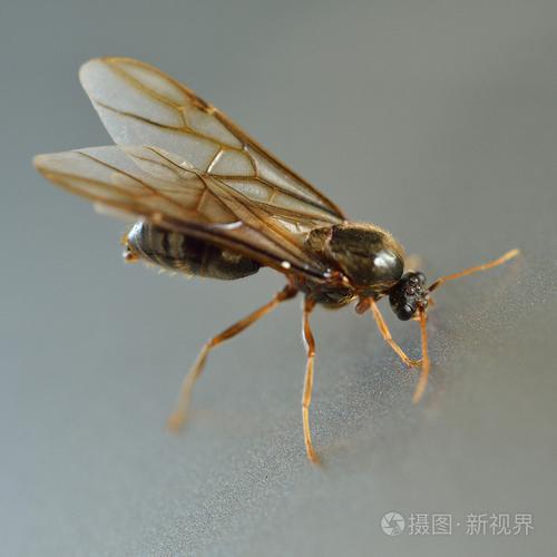 小小的昆虫白蚁白蚂蚁