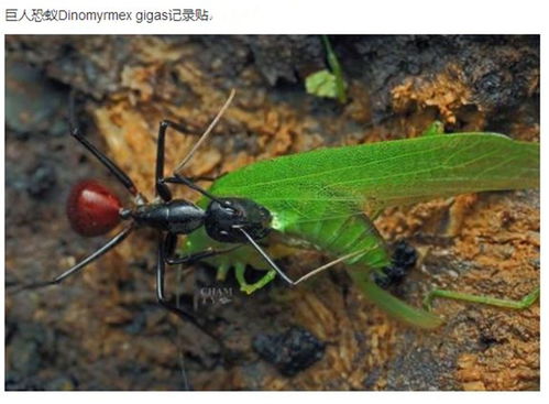 世界上最大的蚂蚁之一 和成人拇指般大,破坏力不输红火蚁