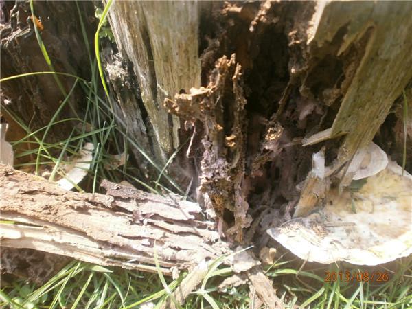 建筑工地白蚁防治方案,瑞克害虫防治 在线咨询 ,白蚁防治