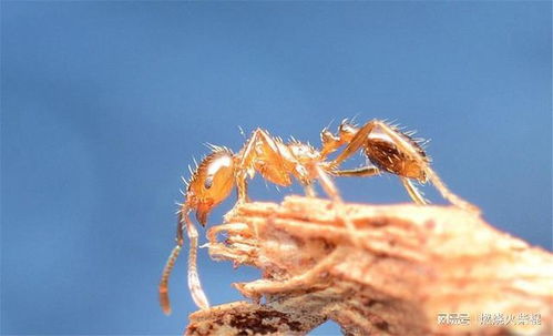 红火蚁入侵我国12省,435市县,熟悉的陌生昆虫,为何如此放肆