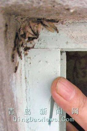 青岛老楼发现白蚁吓跑房客 窗框被啃成空壳(图)