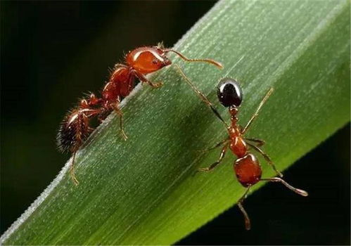 红火蚁之殇 作为成功入侵我国的红火蚁,到底为啥让人恨之入骨
