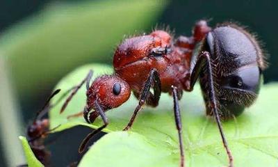行军蚁和红火蚁谁更厉害?为什么?
